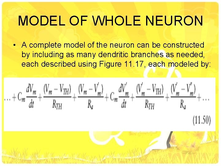 MODEL OF WHOLE NEURON • A complete model of the neuron can be constructed