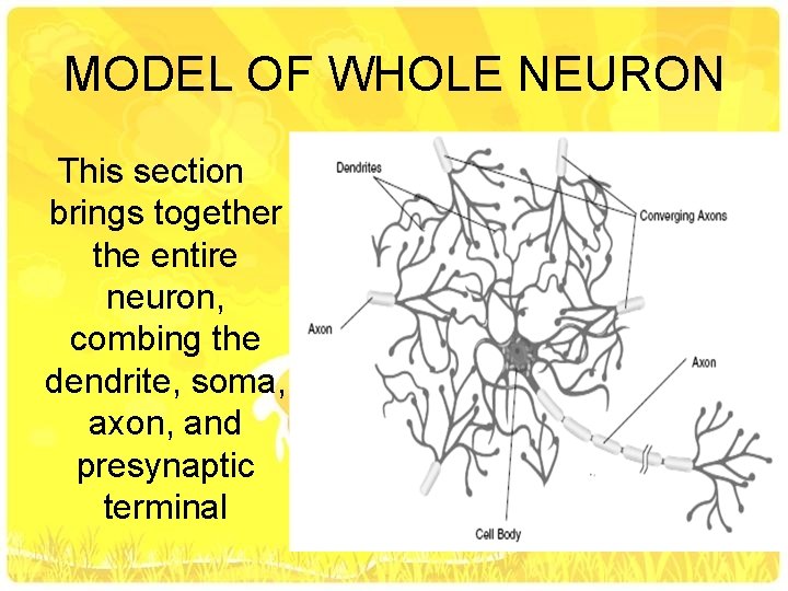 MODEL OF WHOLE NEURON This section brings together the entire neuron, combing the dendrite,