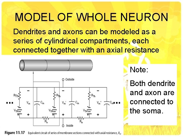MODEL OF WHOLE NEURON Dendrites and axons can be modeled as a series of