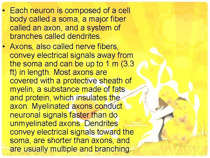  • Each neuron is composed of a cell body called a soma, a