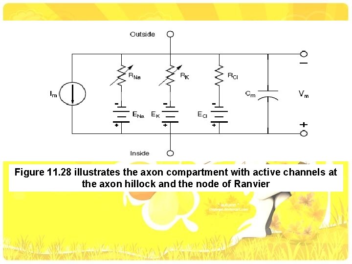 Figure 11. 28 illustrates the axon compartment with active channels at the axon hillock