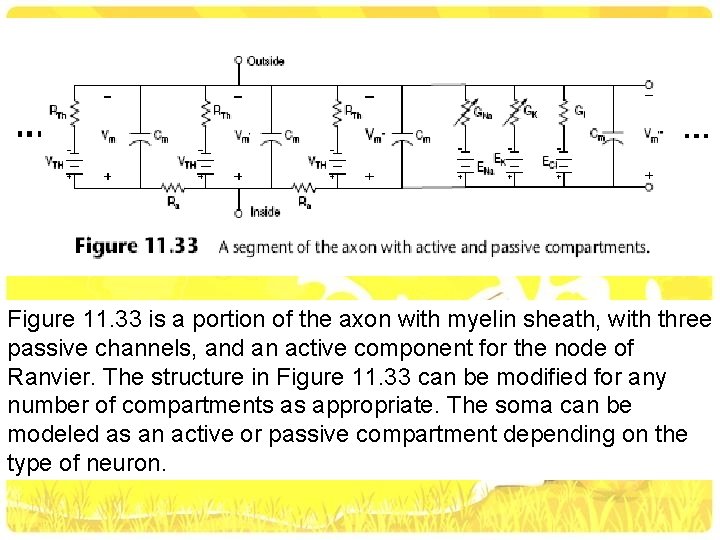 Figure 11. 33 is a portion of the axon with myelin sheath, with three
