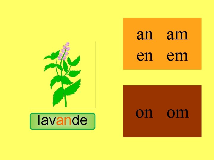 menthe lavande an am en em on om 