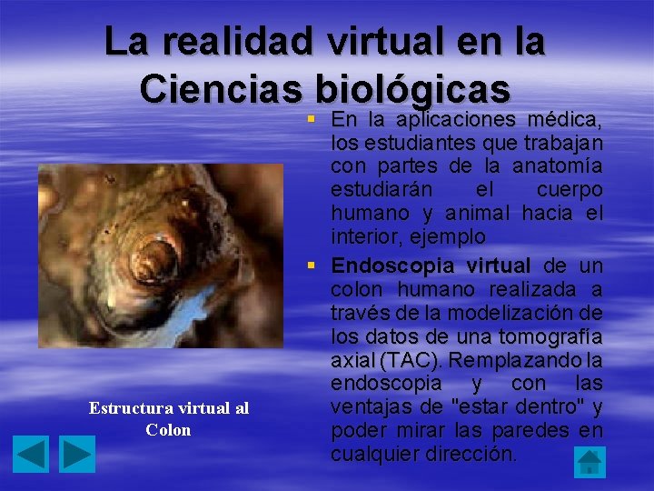 La realidad virtual en la Ciencias biológicas Estructura virtual al Colon § En la