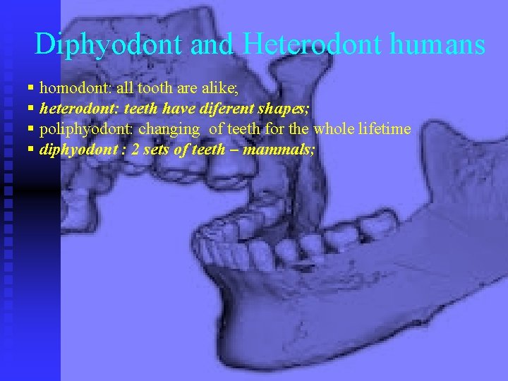 Diphyodont and Heterodont humans § homodont: all tooth are alike; § heterodont: teeth have