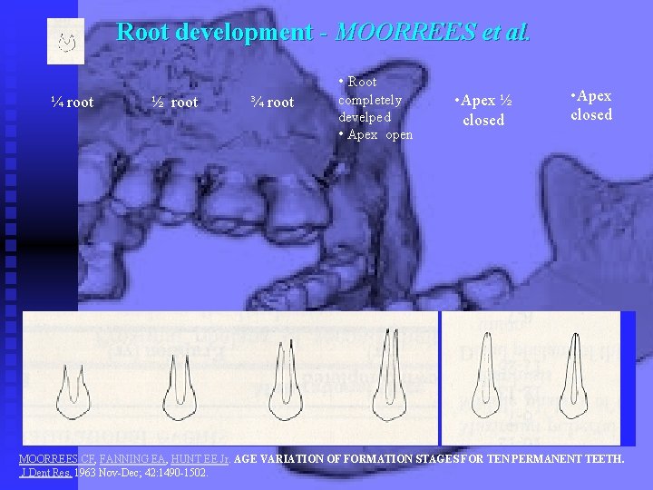Root development - MOORREES et al. • Root ¼ root ½ root ¾ root