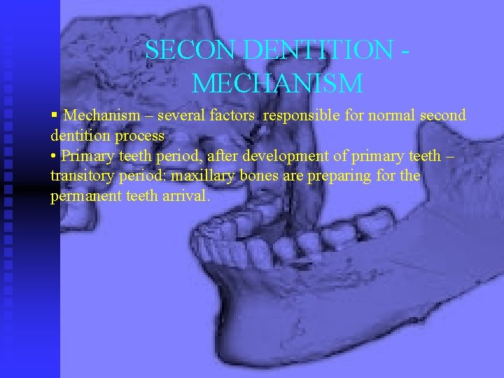 SECON DENTITION MECHANISM § Mechanism – several factors responsible for normal second dentition process