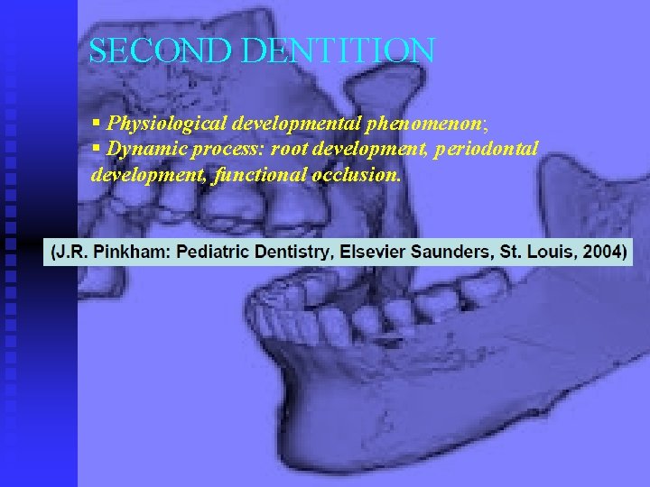 SECOND DENTITION § Physiological developmental phenomenon; § Dynamic process: root development, periodontal development, functional