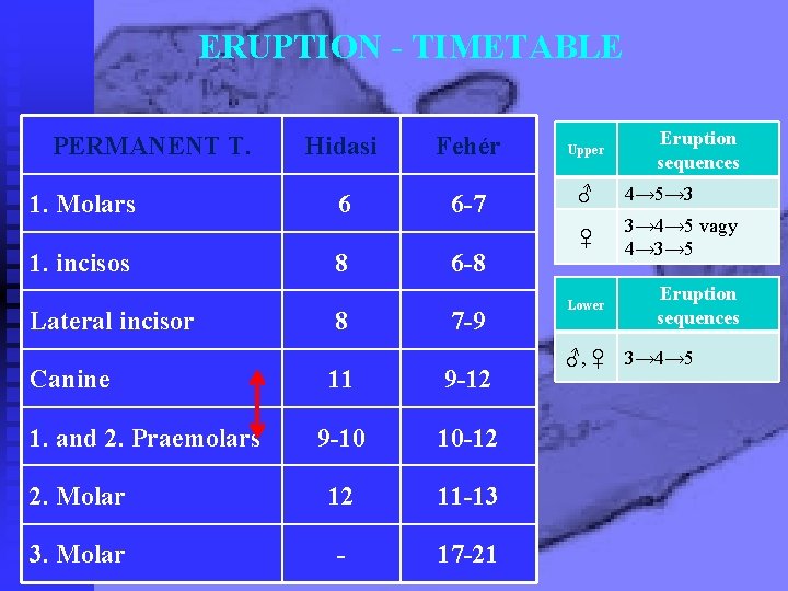 ERUPTION - TIMETABLE PERMANENT T. 1. Molars 1. incisos Lateral incisor Canine Hidasi Fehér