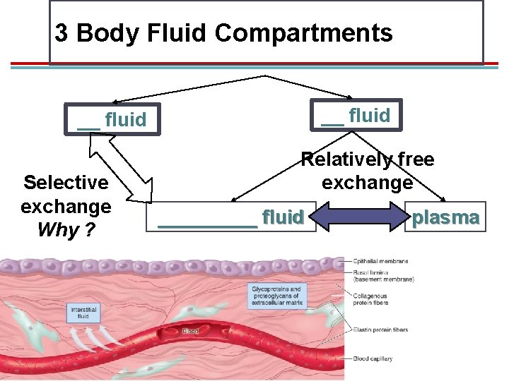 Ch 6 Interactions Between Cells and the Extracellular