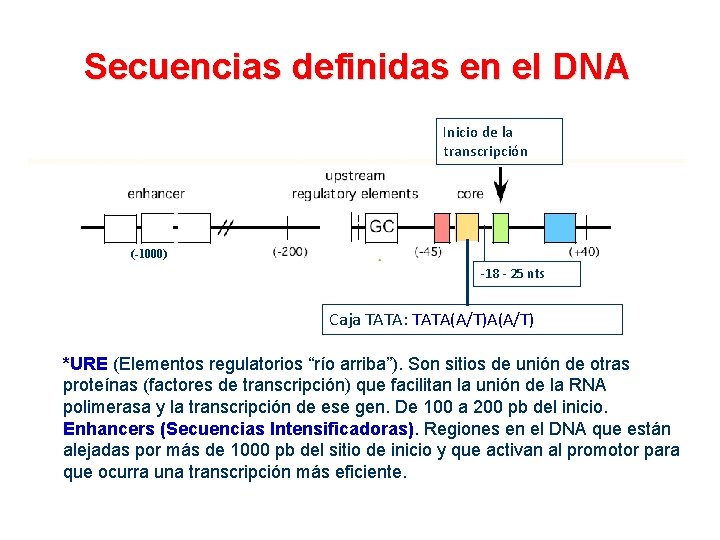 Secuencias definidas en el DNA Inicio de la transcripción (-1000) -18 - 25 nts