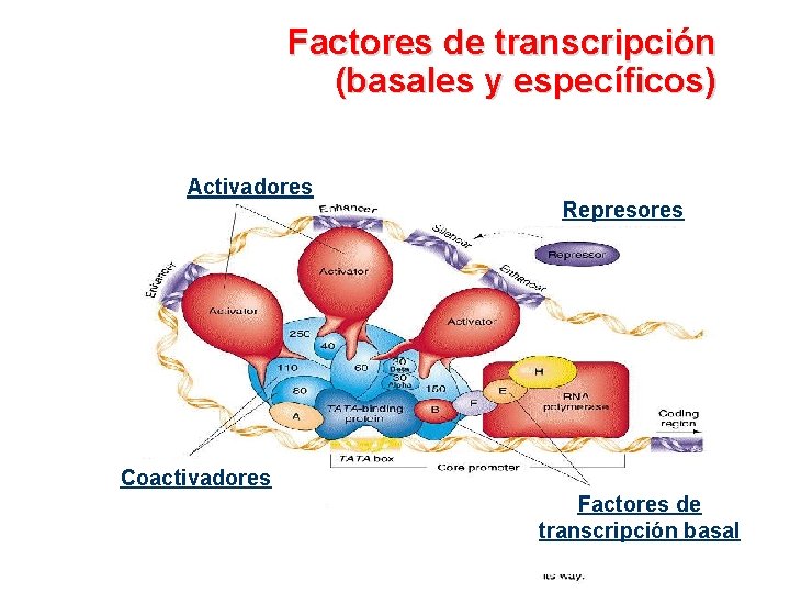 Factores de transcripción (basales y específicos) Activadores Represores Coactivadores Factores de transcripción basal 