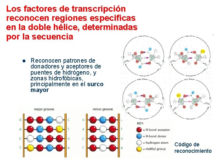 Los factores de transcripción reconocen regiones específicas en la doble hélice, determinadas por la