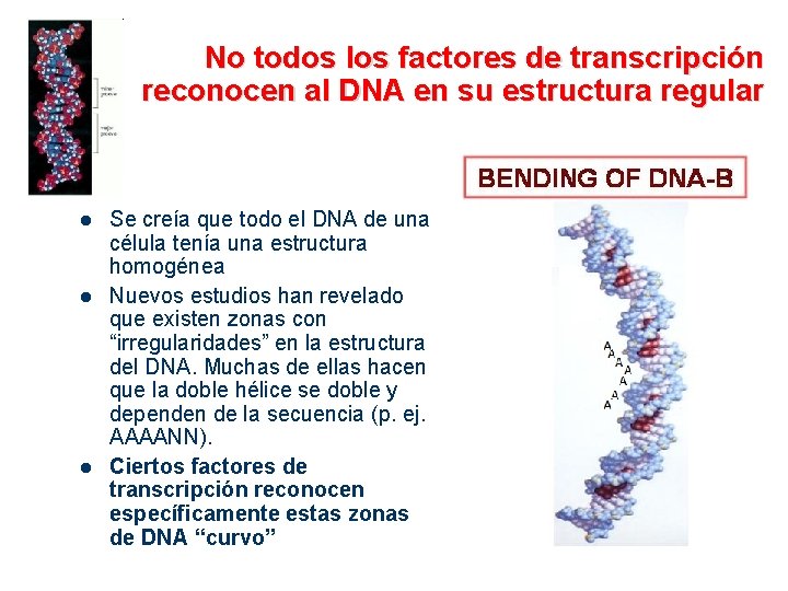 No todos los factores de transcripción reconocen al DNA en su estructura regular l