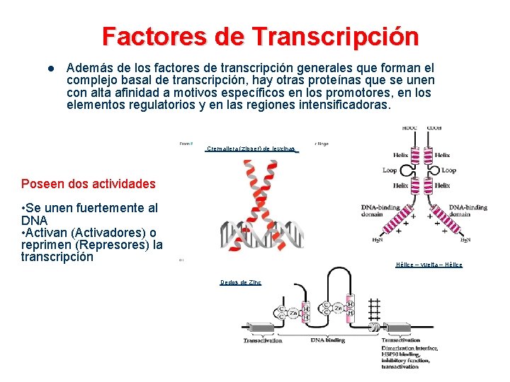 Factores de Transcripción l Además de los factores de transcripción generales que forman el