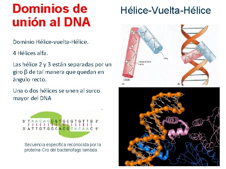 Dominios de unión al DNA Dominio Hélice-vuelta-Hélice. 4 Hélices alfa. Las hélice 2 y