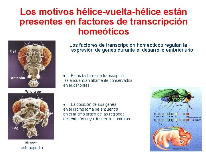 Los motivos hélice-vuelta-hélice están presentes en factores de transcripción homeóticos Los factores de transcripcion