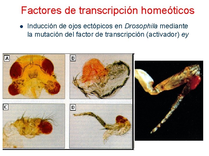 Factores de transcripción homeóticos l Inducción de ojos ectópicos en Drosophila mediante la mutación