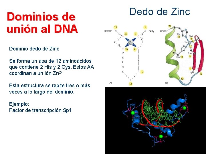Dominios de unión al DNA Dominio dedo de Zinc Se forma un asa de