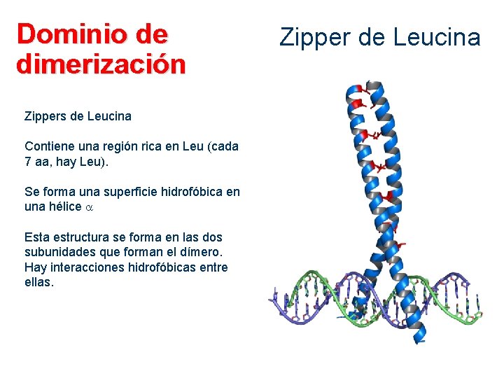 Dominio de dimerización Zippers de Leucina Contiene una región rica en Leu (cada 7