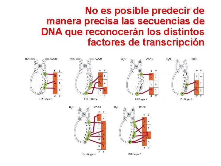 No es posible predecir de manera precisa las secuencias de DNA que reconocerán los