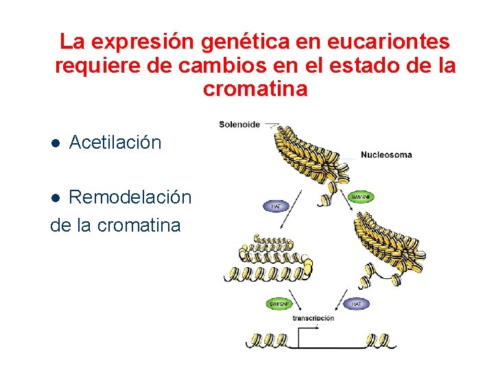 La expresión genética en eucariontes requiere de cambios en el estado de la cromatina