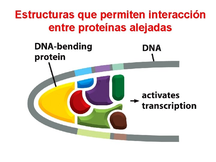 Estructuras que permiten interacción entre proteínas alejadas 