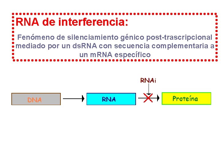 RNA de interferencia: Fenómeno de silenciamiento génico post-trascripcional mediado por un ds. RNA con