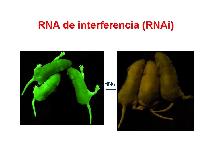 RNA de interferencia (RNAi) RNAi 
