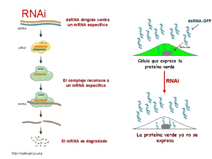 RNAi ds. RNA dirigido contra un m. RNA específico El complejo reconoce a un