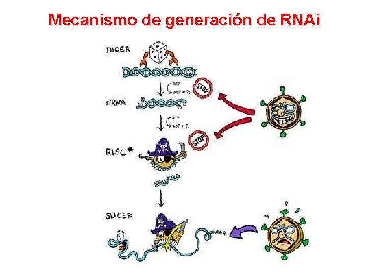 Mecanismo de generación de RNAi 