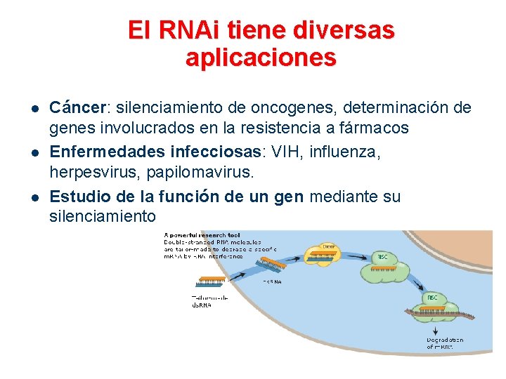 El RNAi tiene diversas aplicaciones l l l Cáncer: silenciamiento de oncogenes, determinación de