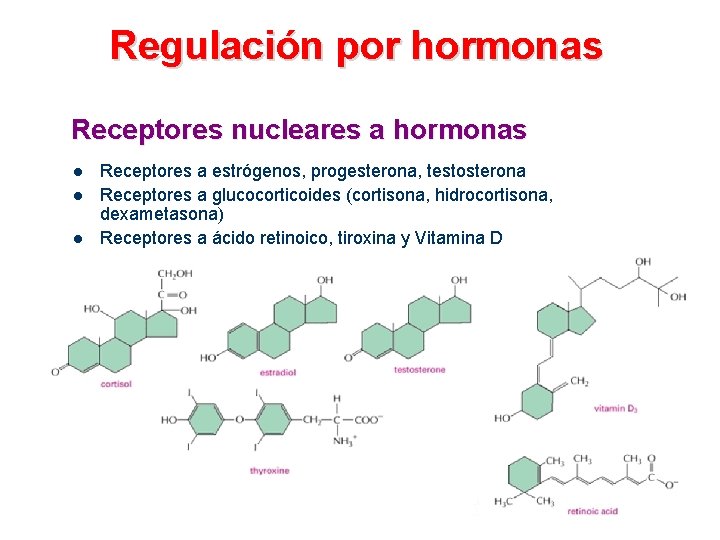 Regulación por hormonas Receptores nucleares a hormonas l l l Receptores a estrógenos, progesterona,