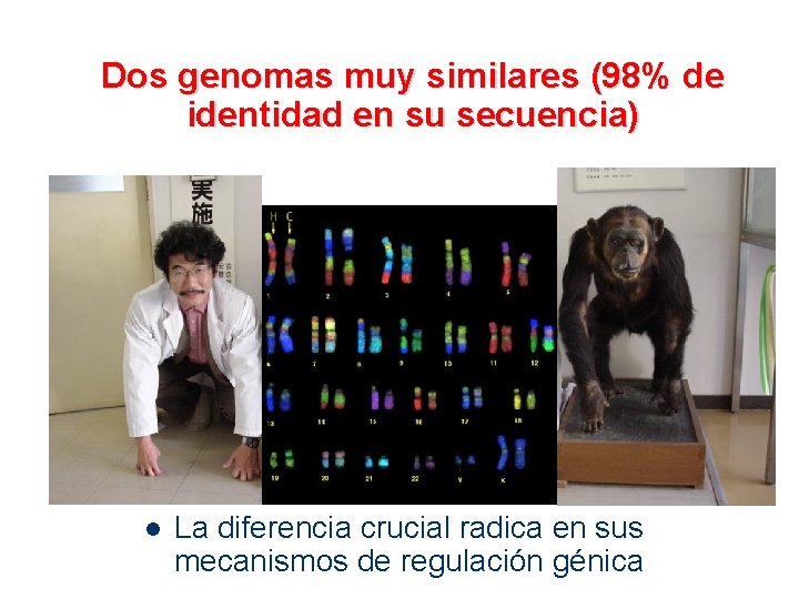 Dos genomas muy similares (98% de identidad en su secuencia) l La diferencia crucial