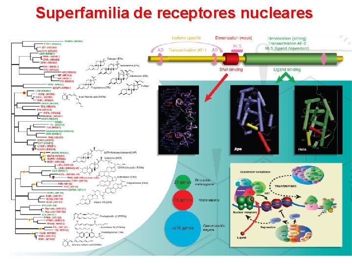 Superfamilia de receptores nucleares 