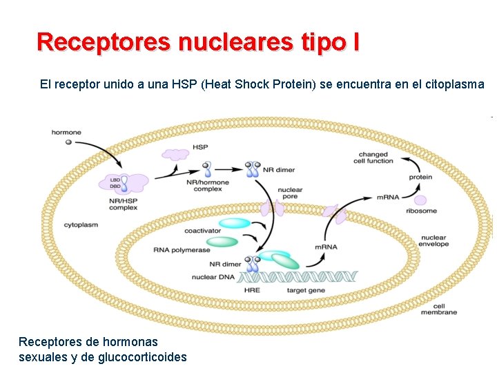 Receptores nucleares tipo I El receptor unido a una HSP (Heat Shock Protein) se