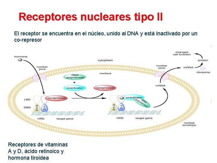 Receptores nucleares tipo II El receptor se encuentra en el núcleo, unido al DNA