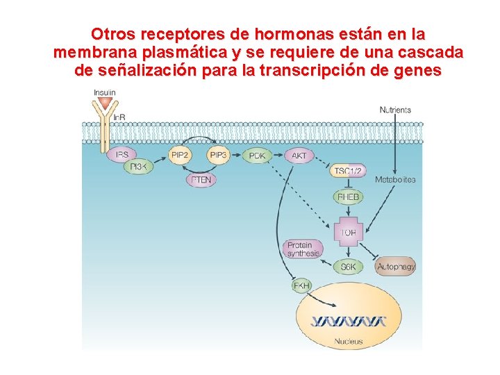 Otros receptores de hormonas están en la membrana plasmática y se requiere de una