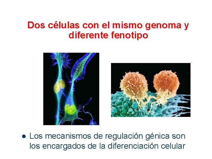 Dos células con el mismo genoma y diferente fenotipo l Los mecanismos de regulación