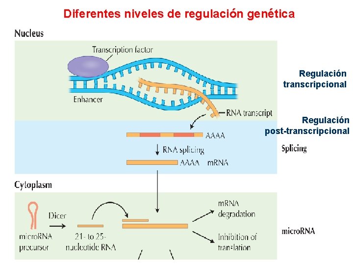 Diferentes niveles de regulación genética Regulación transcripcional Regulación post-transcripcional 
