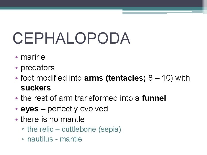 CEPHALOPODA • marine • predators • foot modified into arms (tentacles; 8 – 10)
