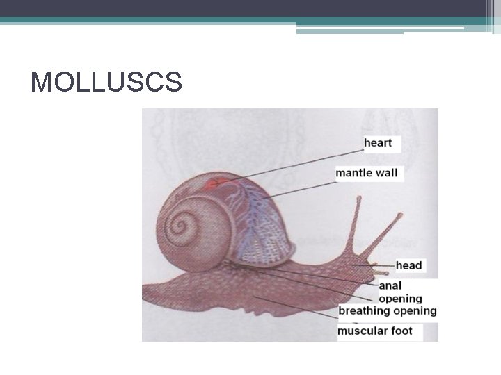 MOLLUSCS 