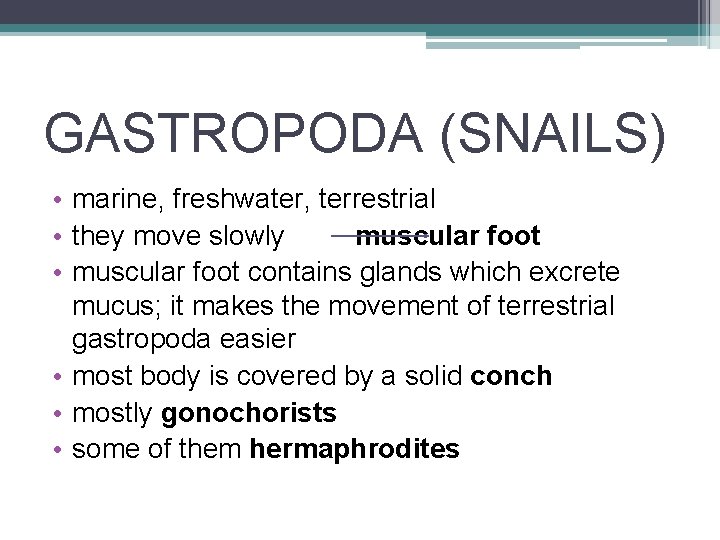GASTROPODA (SNAILS) • marine, freshwater, terrestrial • they move slowly muscular foot • muscular