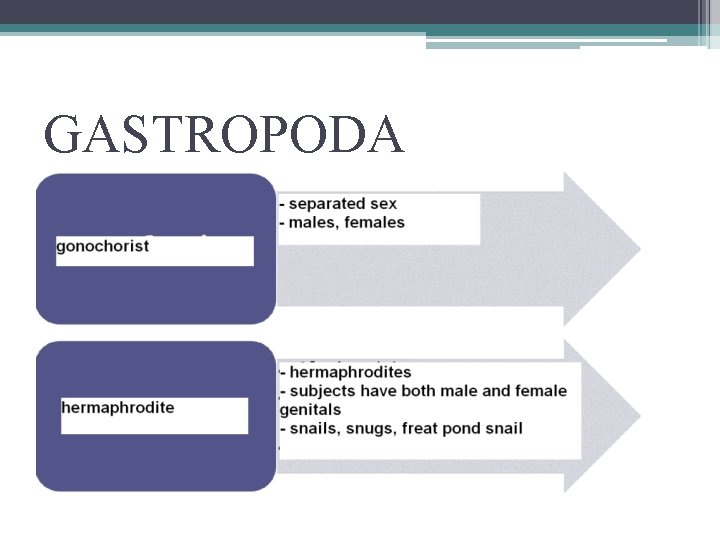 GASTROPODA 