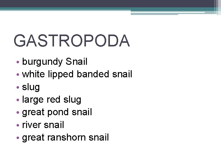 GASTROPODA • burgundy Snail • white lipped banded snail • slug • large red