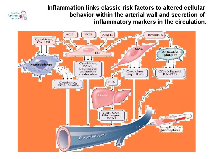 Inflammation links classic risk factors to altered cellular behavior within the arterial wall and