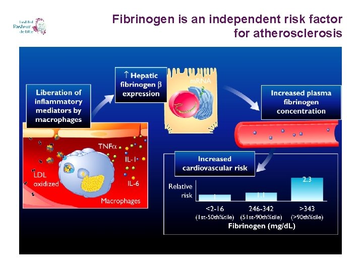 Fibrinogen is an independent risk factor for atherosclerosis 