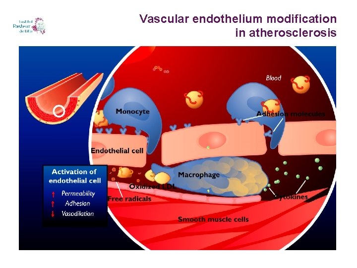 Vascular endothelium modification in atherosclerosis 