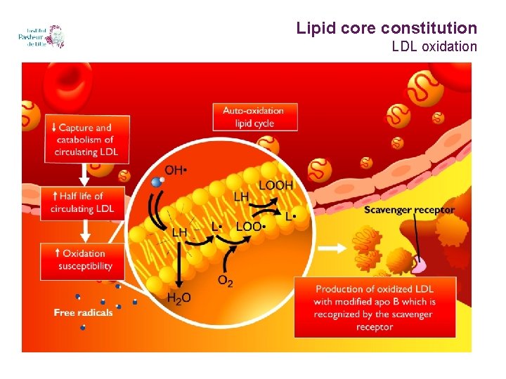 Lipid core constitution LDL oxidation 