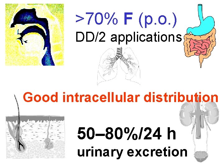 >70% F (p. o. ) DD/2 applications Good intracellular distribution 50– 80%/24 h urinary